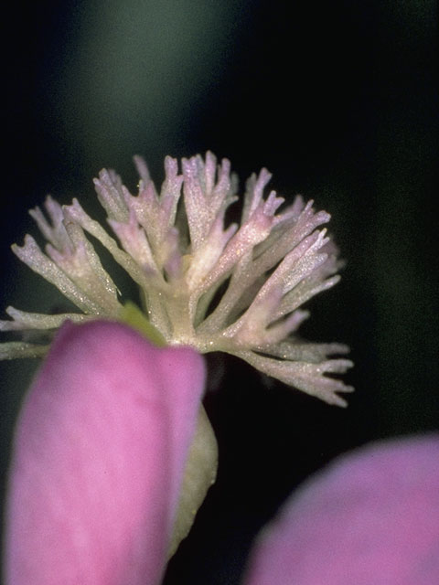 Polygala paucifolia (Gaywings) #6284
