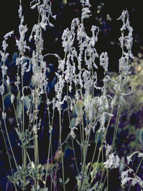 Eriogonum annuum (Annual buckwheat) #6309