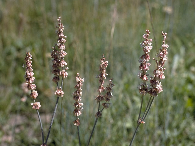 Eriogonum racemosum (Redroot buckwheat) #6316