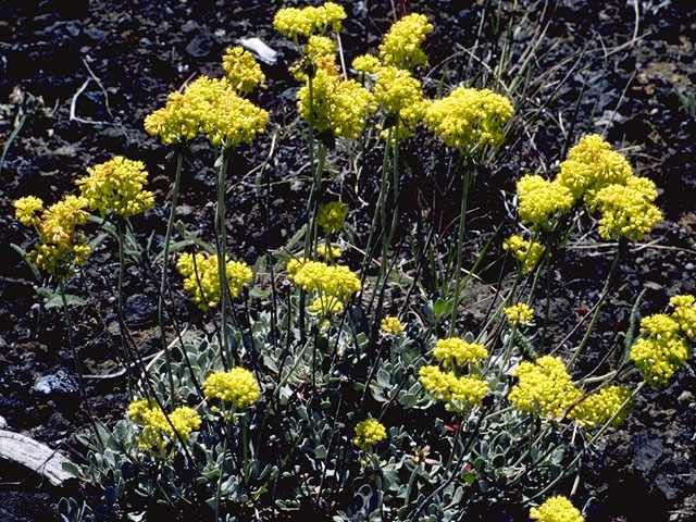 Eriogonum umbellatum var. umbellatum (Sulphur-flower buckwheat) #6318
