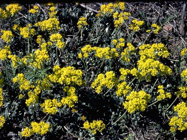 Eriogonum umbellatum var. umbellatum (Sulphur-flower buckwheat) #6323