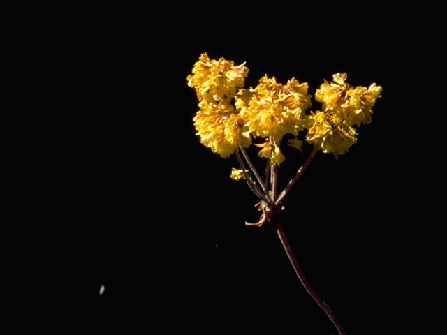 Eriogonum umbellatum var. umbellatum (Sulphur-flower buckwheat) #6324