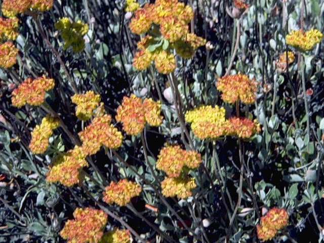 Eriogonum umbellatum (Sulphur-flower buckwheat) #6325