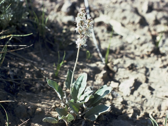 Eriogonum racemosum (Redroot buckwheat) #6331