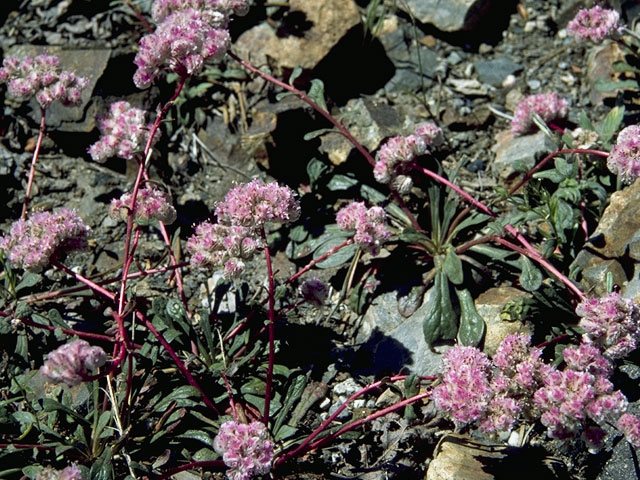 Cistanthe umbellata (Mt. hood pussypaws) #6338