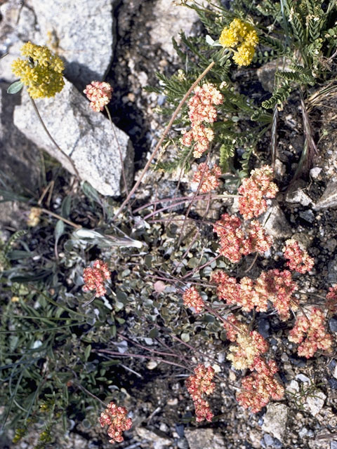 Eriogonum ovalifolium var. purpureum (Cushion buckwheat) #6339
