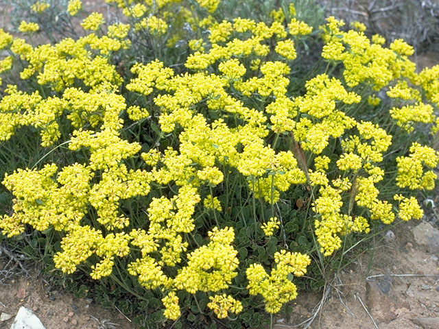 Eriogonum umbellatum var. aureum (Sulphur-flower buckwheat) #6346