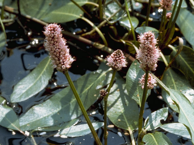 Polygonum amphibium (Water knotweed) #6367
