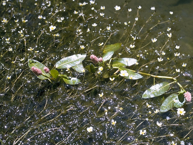 Polygonum amphibium var. stipulaceum (Water smartweed) #6379