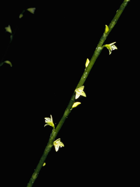 Polygonum virginianum (Jumpseed) #6385