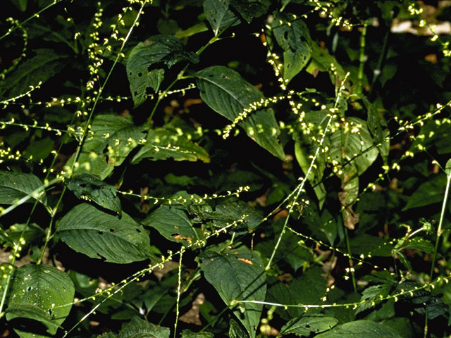 Polygonum virginianum (Jumpseed) #6386