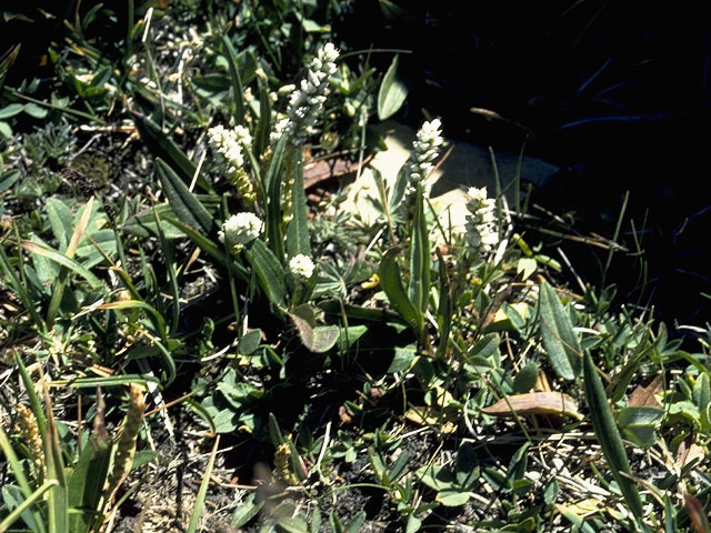 Polygonum viviparum (Alpine bistort) #6387