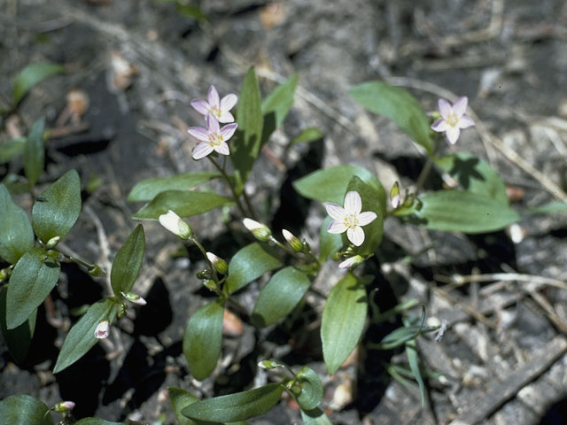 Claytonia lanceolata (Western spring beauty) #6442
