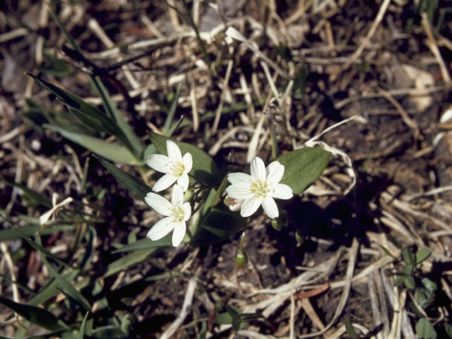 Claytonia lanceolata (Western spring beauty) #6443