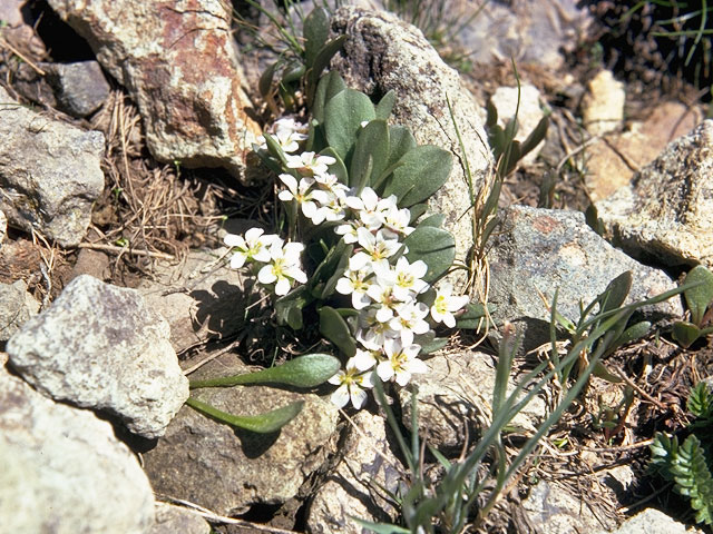 Claytonia megarhiza (Alpine springbeauty) #6445