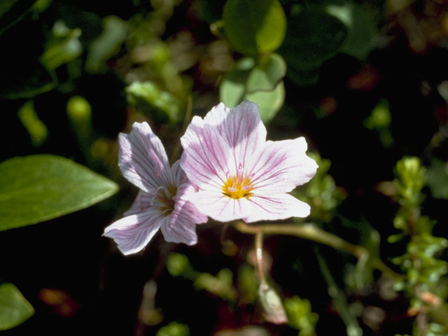 Claytonia sarmentosa (Alaska springbeauty) #6446