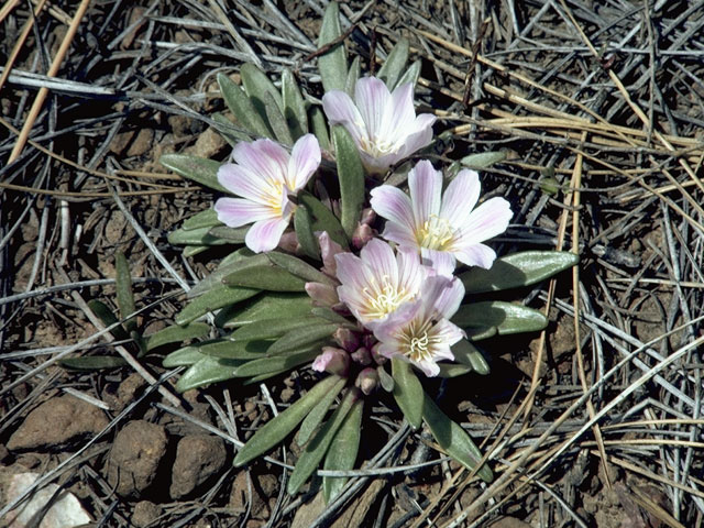 Lewisia brachycalyx (Shortsepal lewisia) #6453