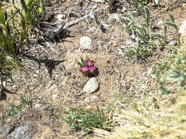 Lewisia pygmaea (Alpine lewisia) #6461
