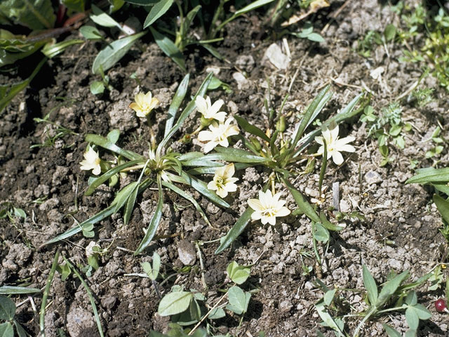 Lewisia pygmaea (Alpine lewisia) #6462