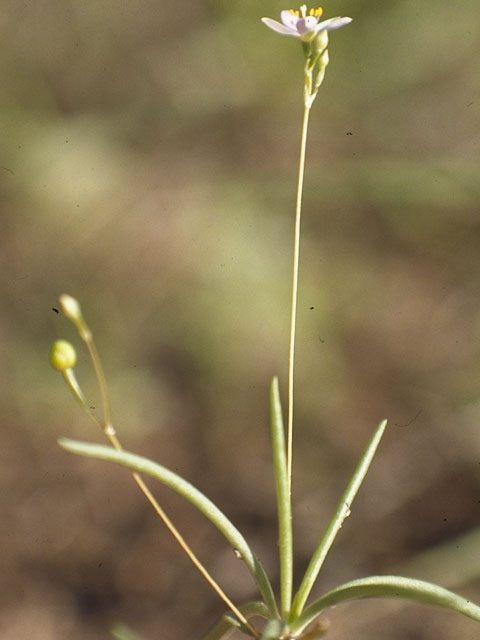 Phemeranthus parviflorus (Sunbright) #6494