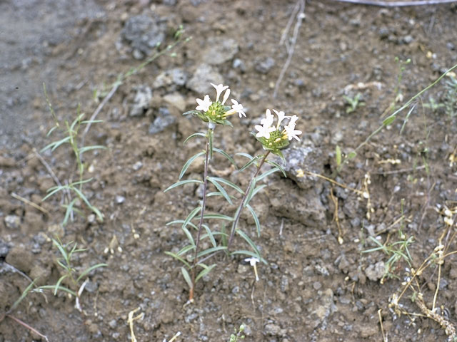 Collomia grandiflora (Grand collomia) #6498