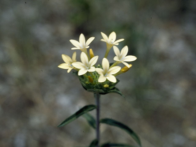 Collomia grandiflora (Grand collomia) #6499