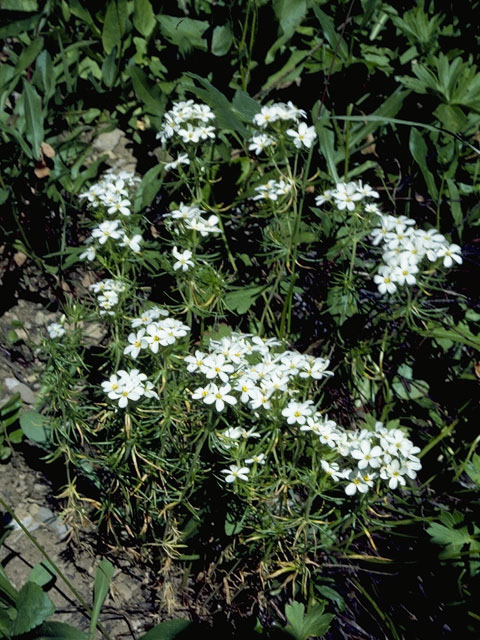 Leptosiphon nuttallii ssp. nuttallii (Nuttall's linanthus) #6515