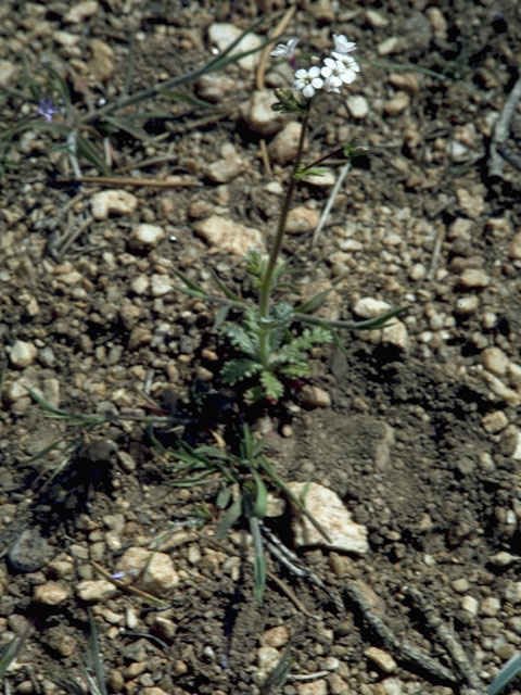 Gilia latiflora (Hollyleaf gilia) #6529