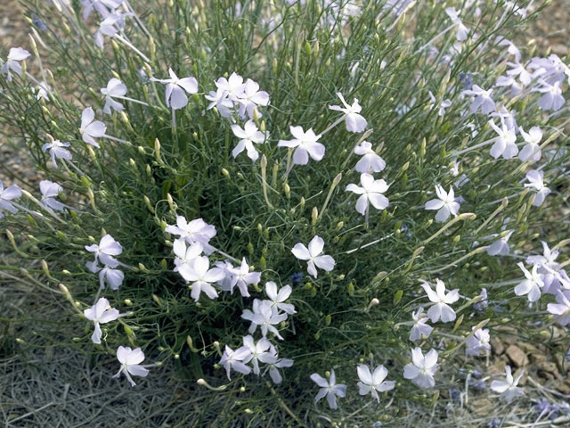Ipomopsis longiflora (Flaxflowered ipomopsis) #6568