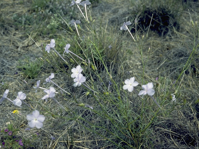 Ipomopsis longiflora (Flaxflowered ipomopsis) #6569
