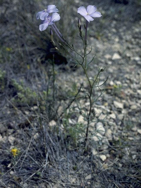 Ipomopsis longiflora (Flaxflowered ipomopsis) #6570