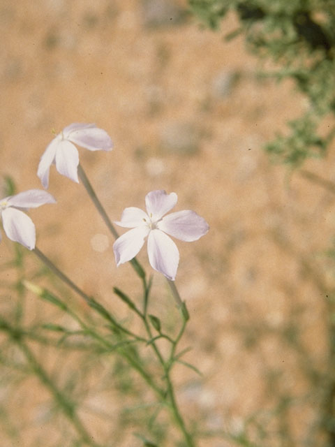 Ipomopsis longiflora (Flaxflowered ipomopsis) #6572