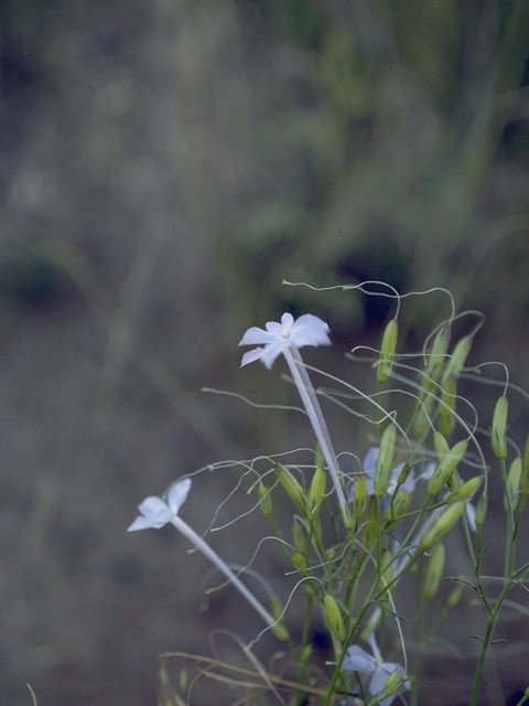 Ipomopsis longiflora (Flaxflowered ipomopsis) #6573