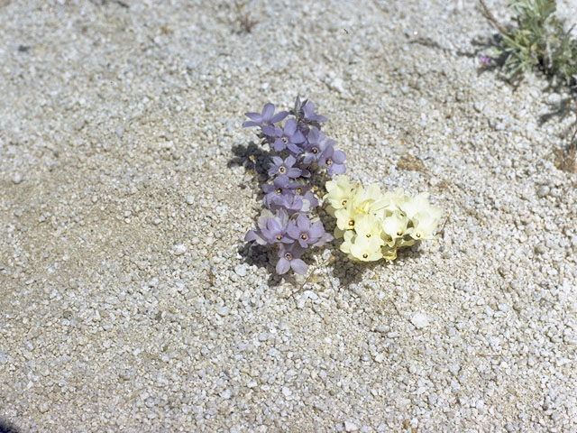 Linanthus parryae (Sandblossoms) #6616