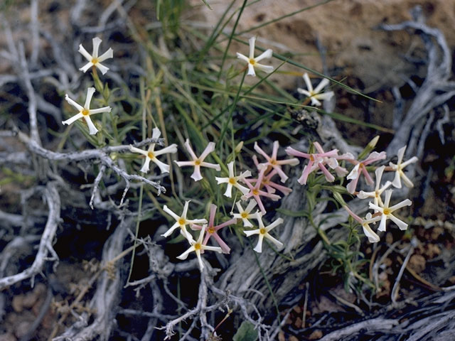 Phlox longifolia ssp. brevifolia (Longleaf phlox) #6668