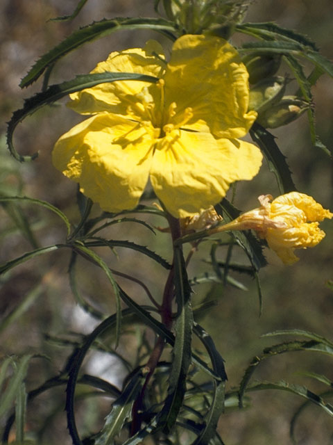 Calylophus berlandieri ssp. pinifolius (Berlandier's sundrops) #6708