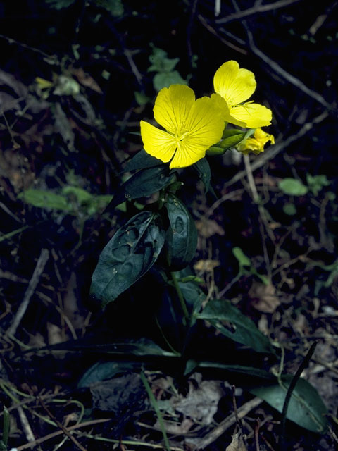 Oenothera fruticosa ssp. glauca (Narrowleaf evening-primrose) #6713
