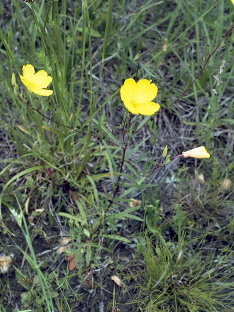 Oenothera fruticosa ssp. glauca (Narrowleaf evening-primrose) #6715