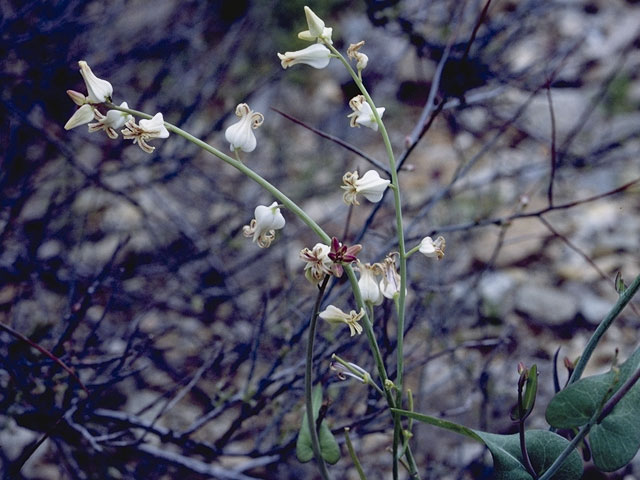 Streptanthus carinatus ssp. arizonicus (Arizona jewelflower) #6729