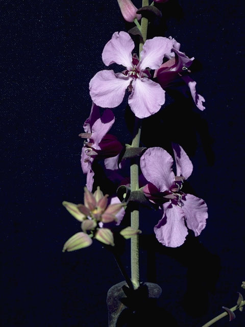 Streptanthus bracteatus (Bracted twistflower) #6730