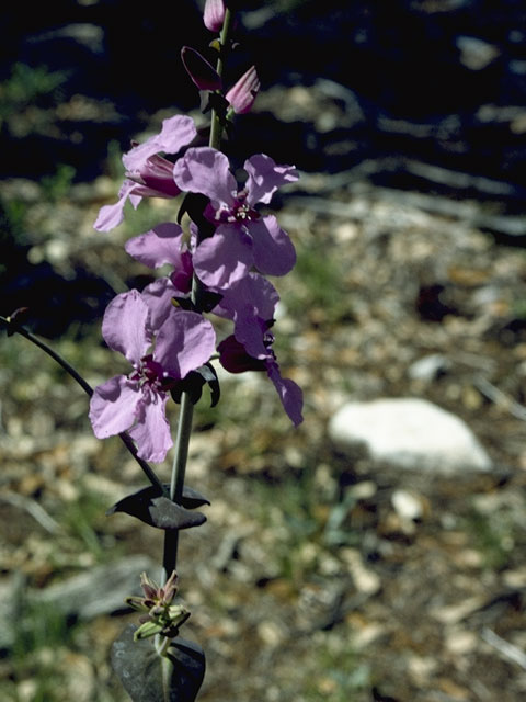 Streptanthus bracteatus (Bracted twistflower) #6732
