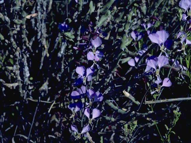 Streptanthus cutleri (Cutler's jewelflower) #6734
