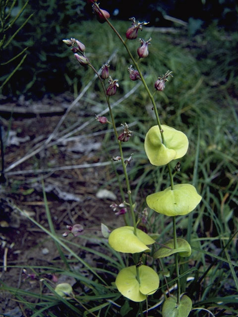 Streptanthus tortuosus (Shieldplant) #6736