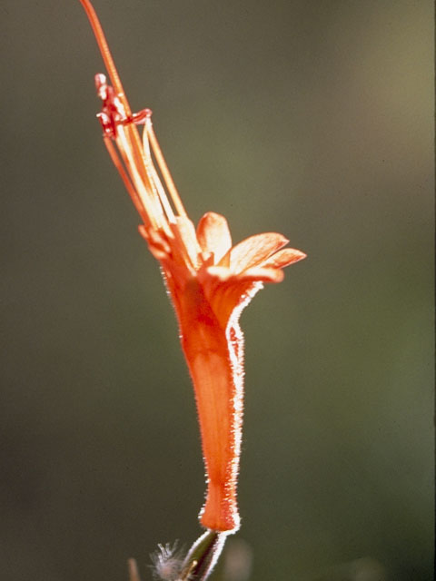 Epilobium canum ssp. angustifolium (Hummingbird trumpet) #6739