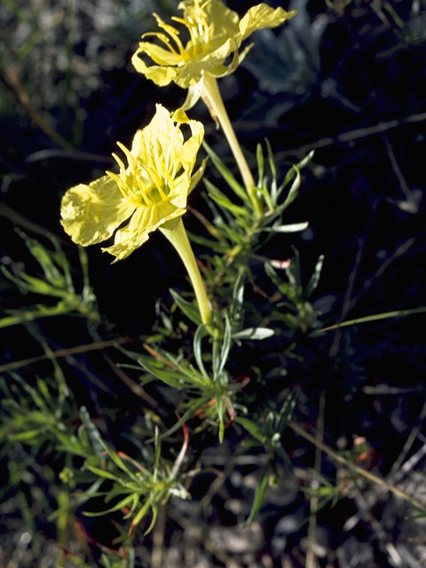 Calylophus hartwegii ssp. pubescens (Hartweg's sundrops) #6756