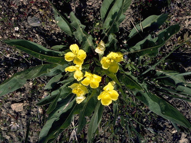Camissonia subacaulis (Diffuseflower evening-primrose) #6757