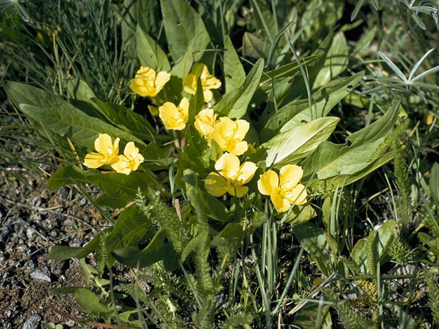 Camissonia subacaulis (Diffuseflower evening-primrose) #6758