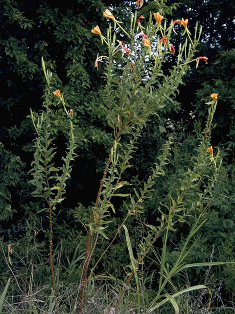 Oenothera jamesii (Trumpet evening-primrose) #6771