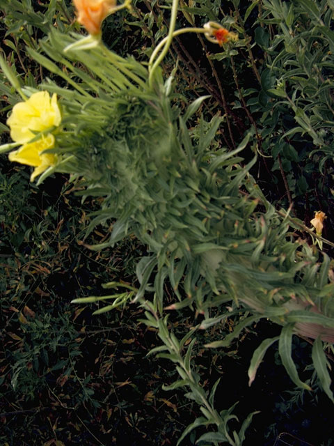 Oenothera jamesii (Trumpet evening-primrose) #6772