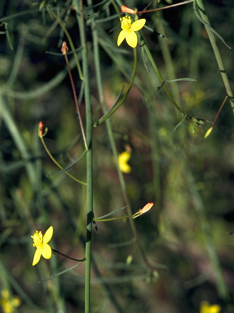 Camissonia californica (California suncup) #6785